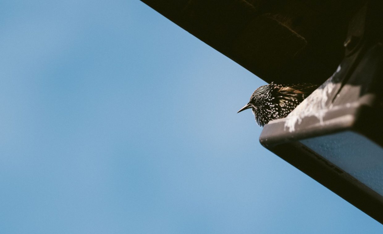 A European starling perches on a roof edge against a clear blue sky, captured in detail.