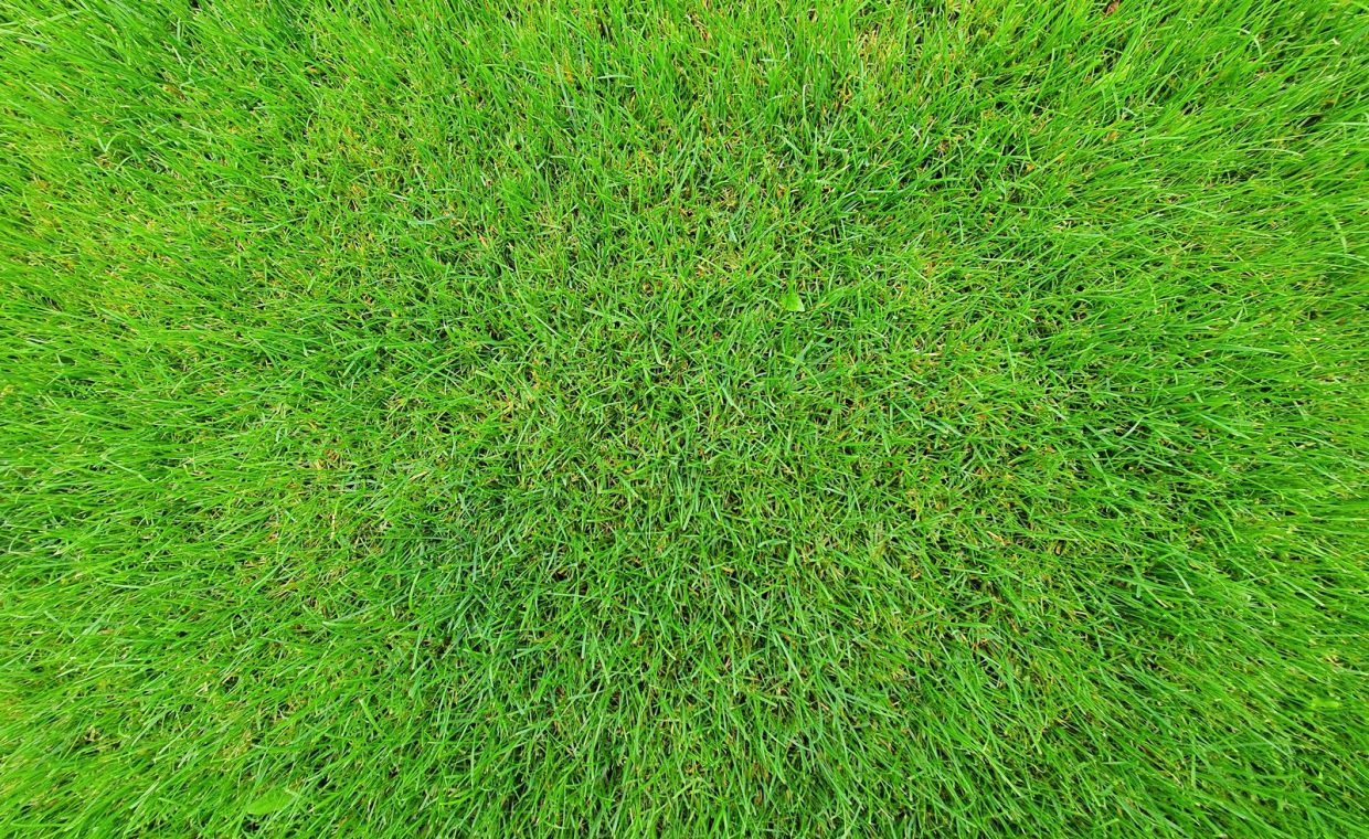 Detailed close-up of fresh green grass with a bright and natural texture.