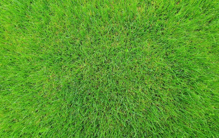 Lawn Installation Cost: Sod vs Seed vs Hydroseed