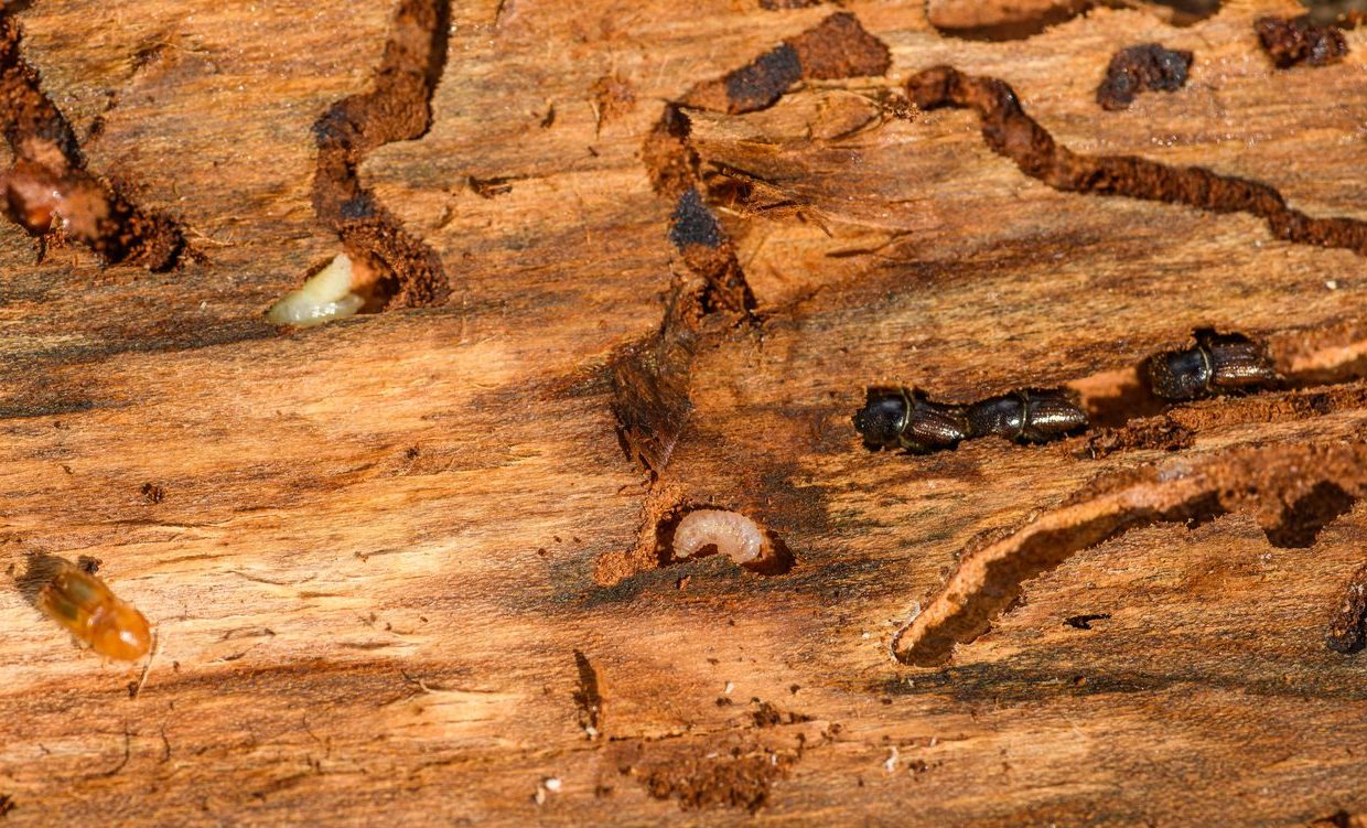 Detailed macro shot of beetles and larvae on wood, showcasing nature's complexity.
