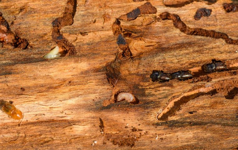 Pest Damage Repair: Termites, Rodents and Cost