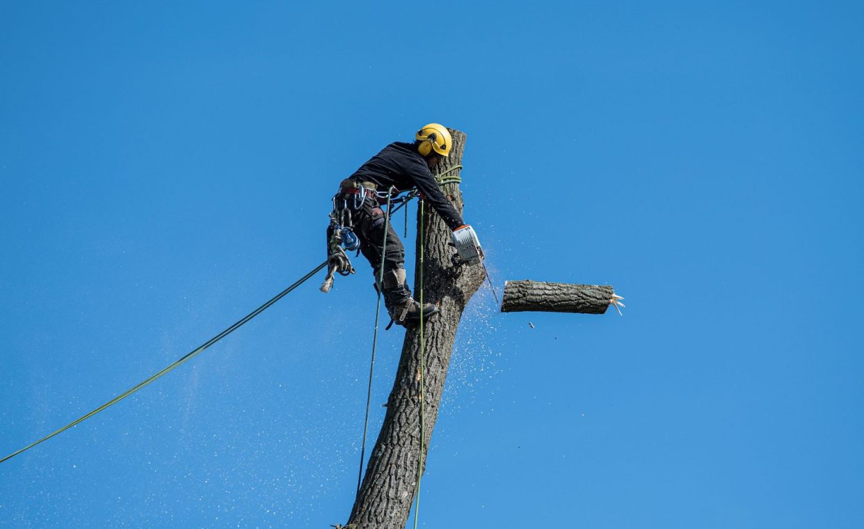 A skilled arborist wearing safety gear cuts a tree with a chainsaw against a clear blue sky.