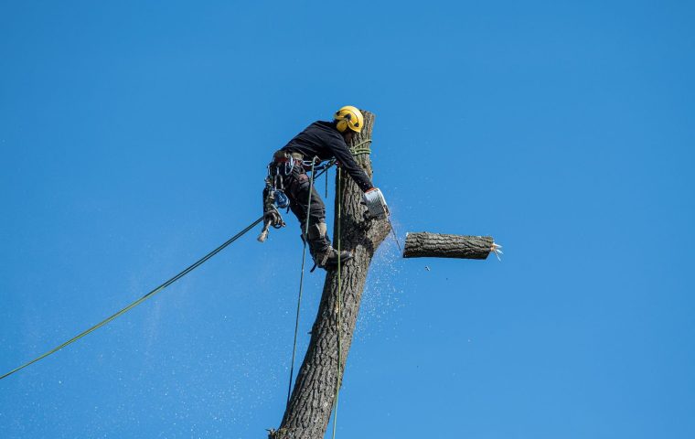 How Much Does Tree Removal Cost